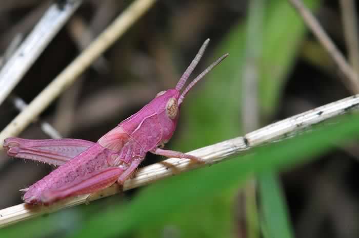 Pink Grasshopper.jpg