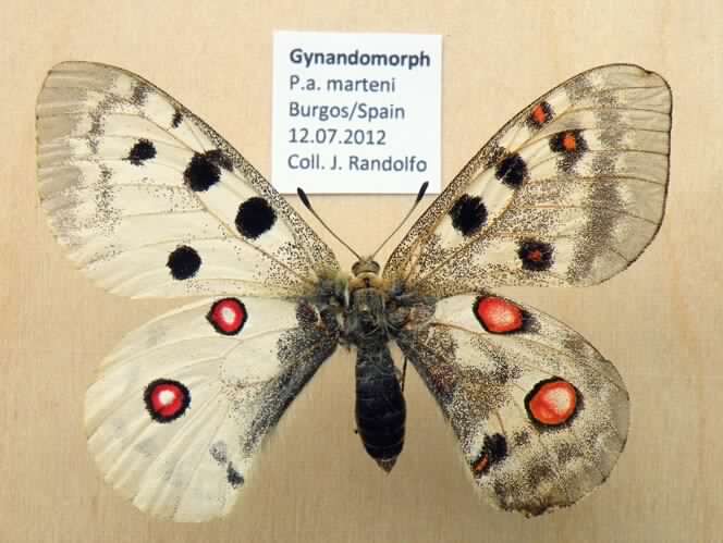 Parnassius apollo gynandro.jpg