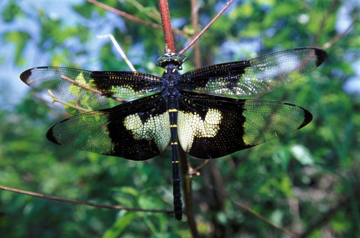 Chlorogomphus_papilio_-_6.jpg