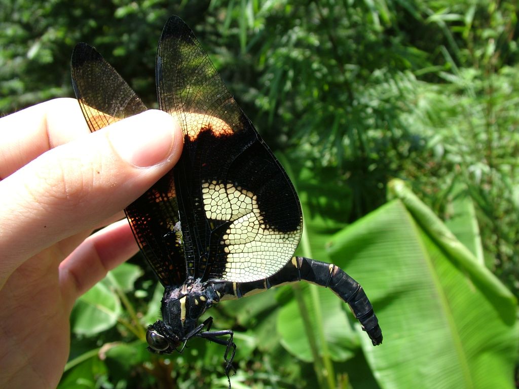 Chlorogomphus_papilio___20050713___Longsheng_1.jpg