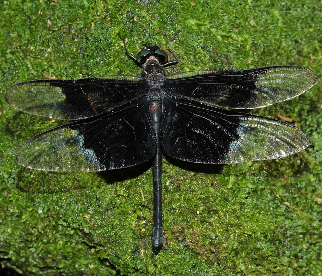 Chlorogomphus albomarginatus.jpg