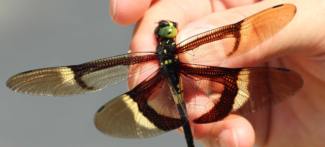 Chlorogomphus caloptera, Vietnam.jpg