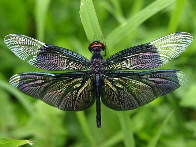 Iridescent Dragonfly.jpg
