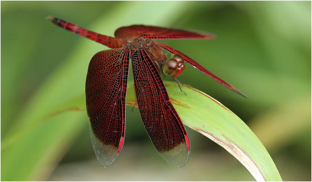 neurothemis-fluctuans-male-.jpg