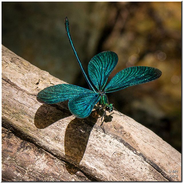 Greek damselfly.jpg