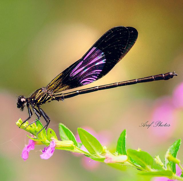 Purple Damselfly.jpg