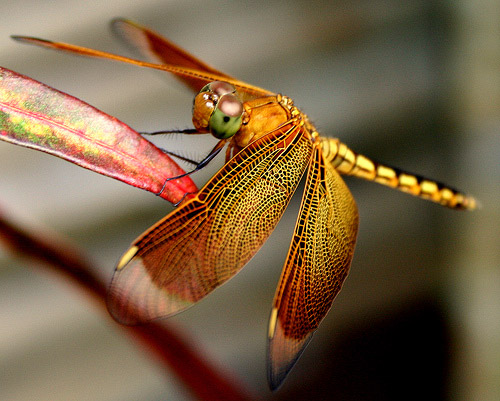 Nice Dragonfly (2).jpg