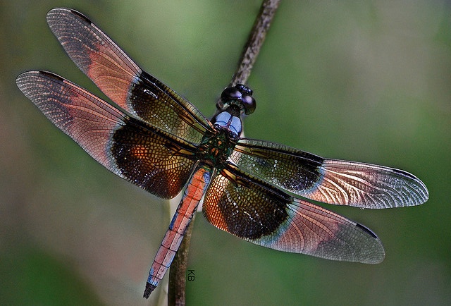 Purple Dragonfly.jpg