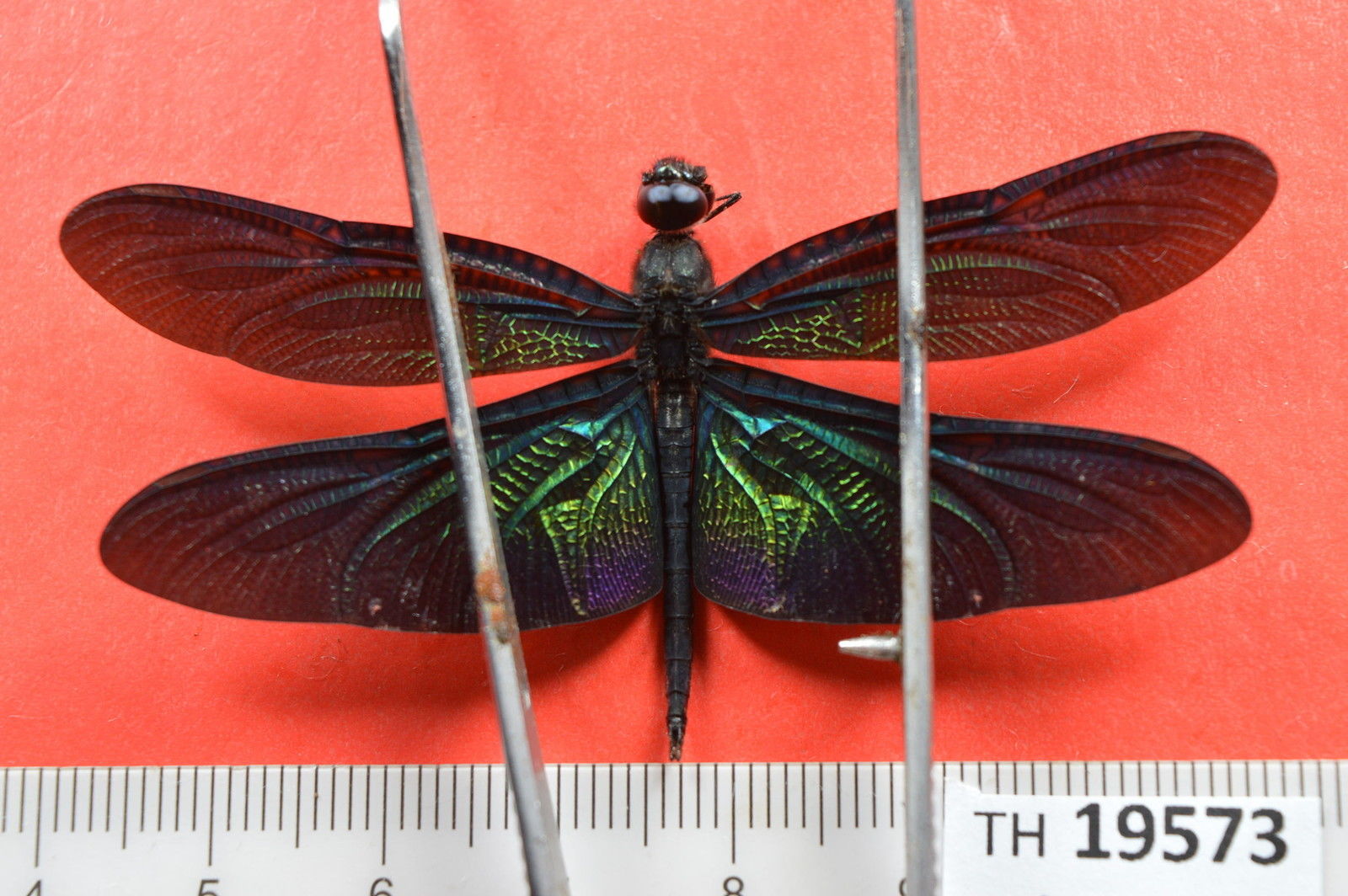 Vietnam metallic dragonfly.jpg