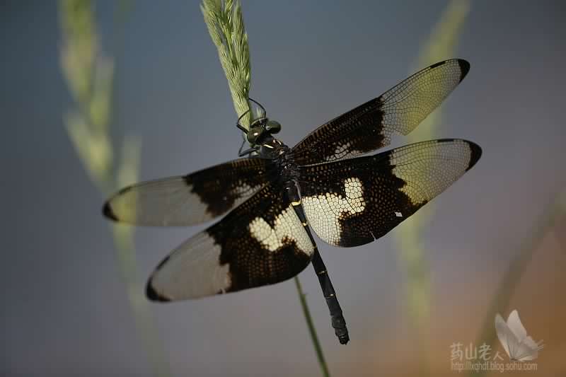 C. papilio.jpg