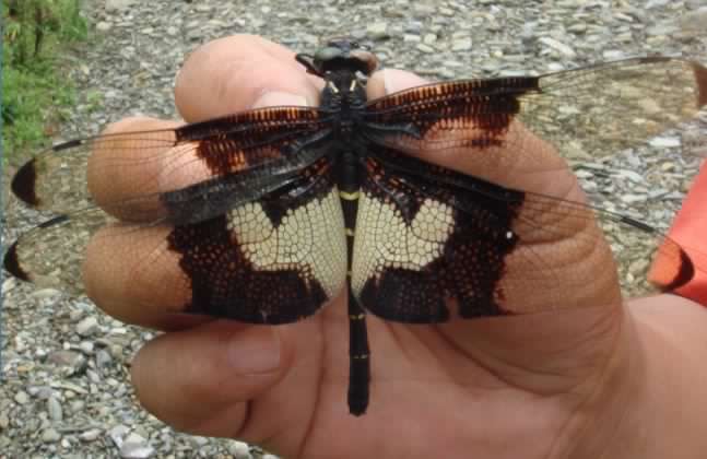 C. papilio II.jpg