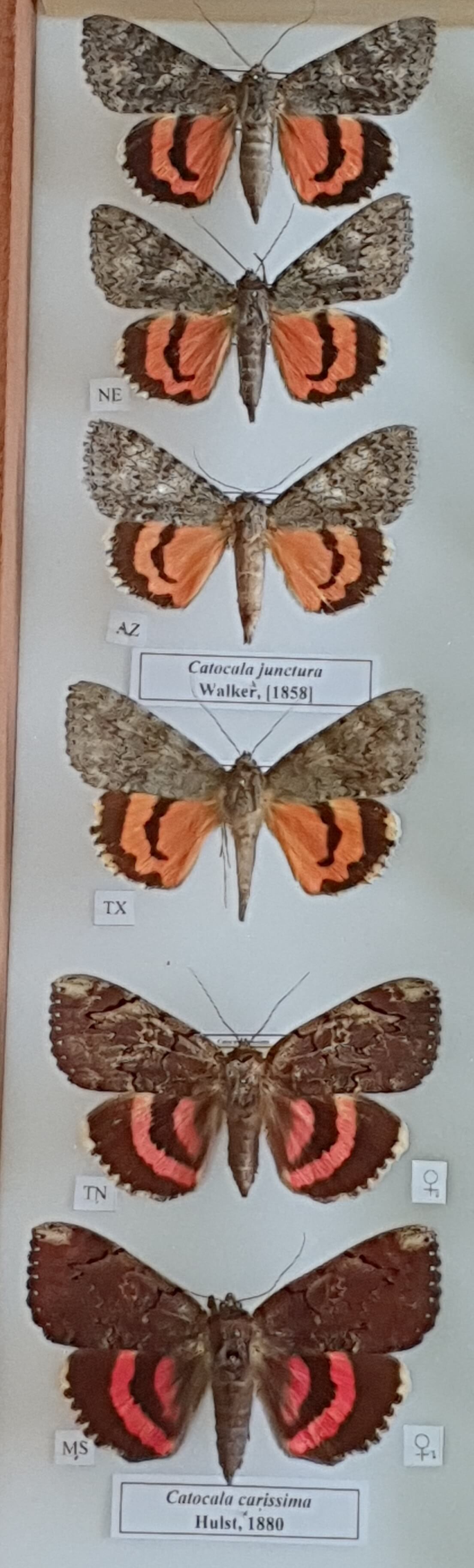 junctura-texanae-carissima.jpg