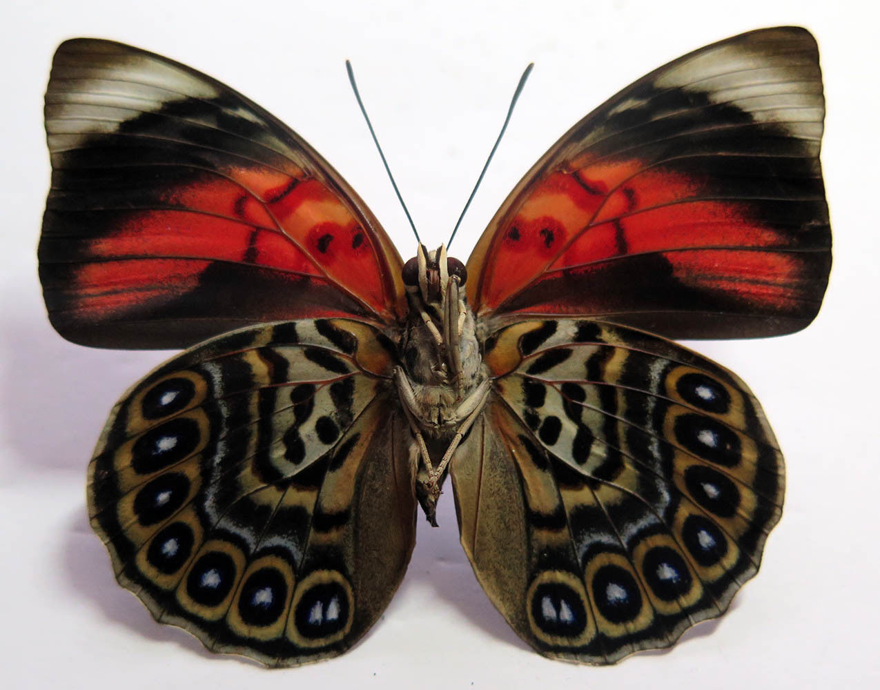 Agrias sahlkei ninus, ventral, female, Brazil.jpg