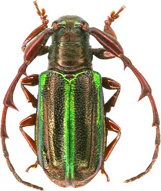 Hoplistocerus_refulgens.jpg