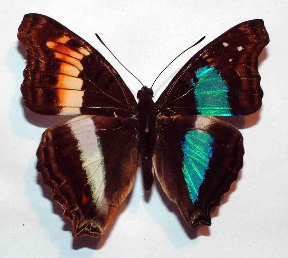 Doxocopa cherubina gynander.jpg