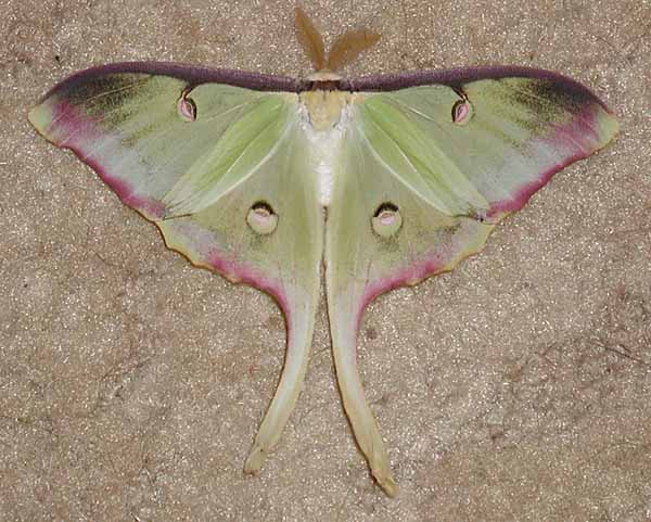 Actias%20luna%20male%20(abberant).jpg