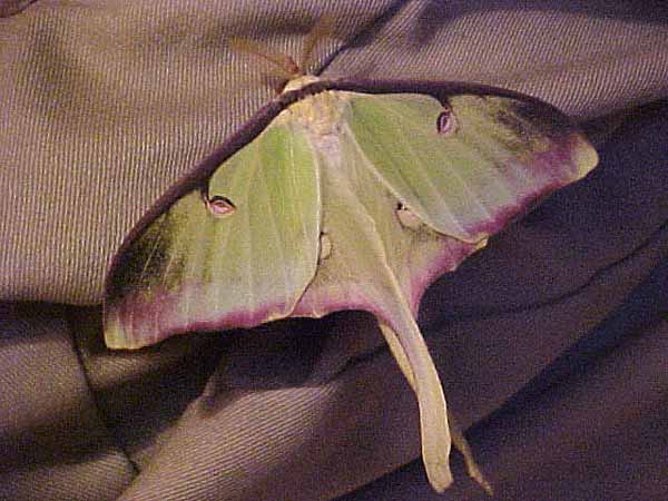 Actias%20luna%20male%20abberant.jpg