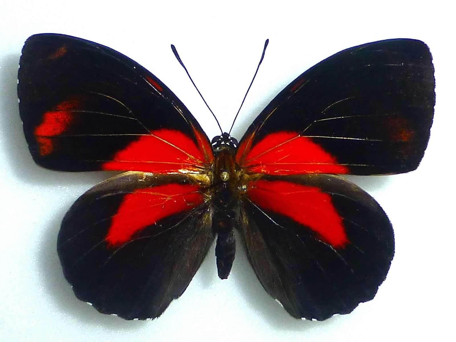 Callicore cynosaura ab. male Peru dorsal.jpg