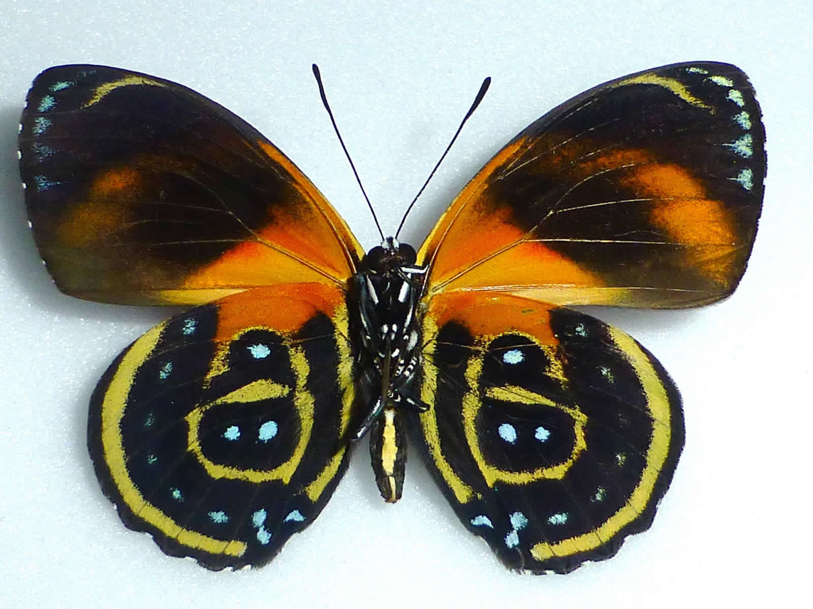 Callicore cynosaura ab. male Peru ventral.jpg