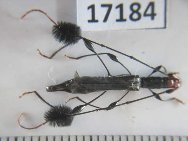 Cerambycid from S. Vietnam - STRANGE.jpg