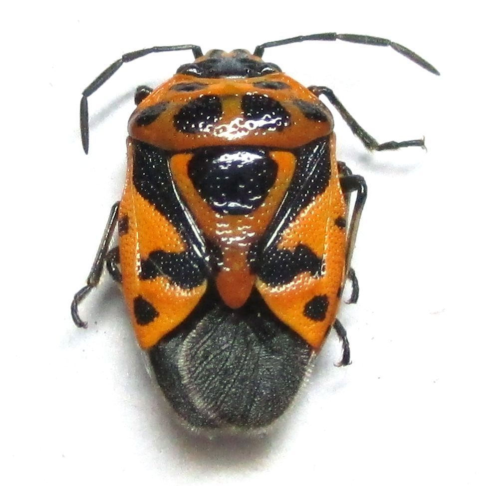 Hemiptera - Philippines.jpg