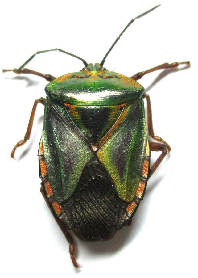 Hemiptera - Mattiphus sp. - Philippines.jpg