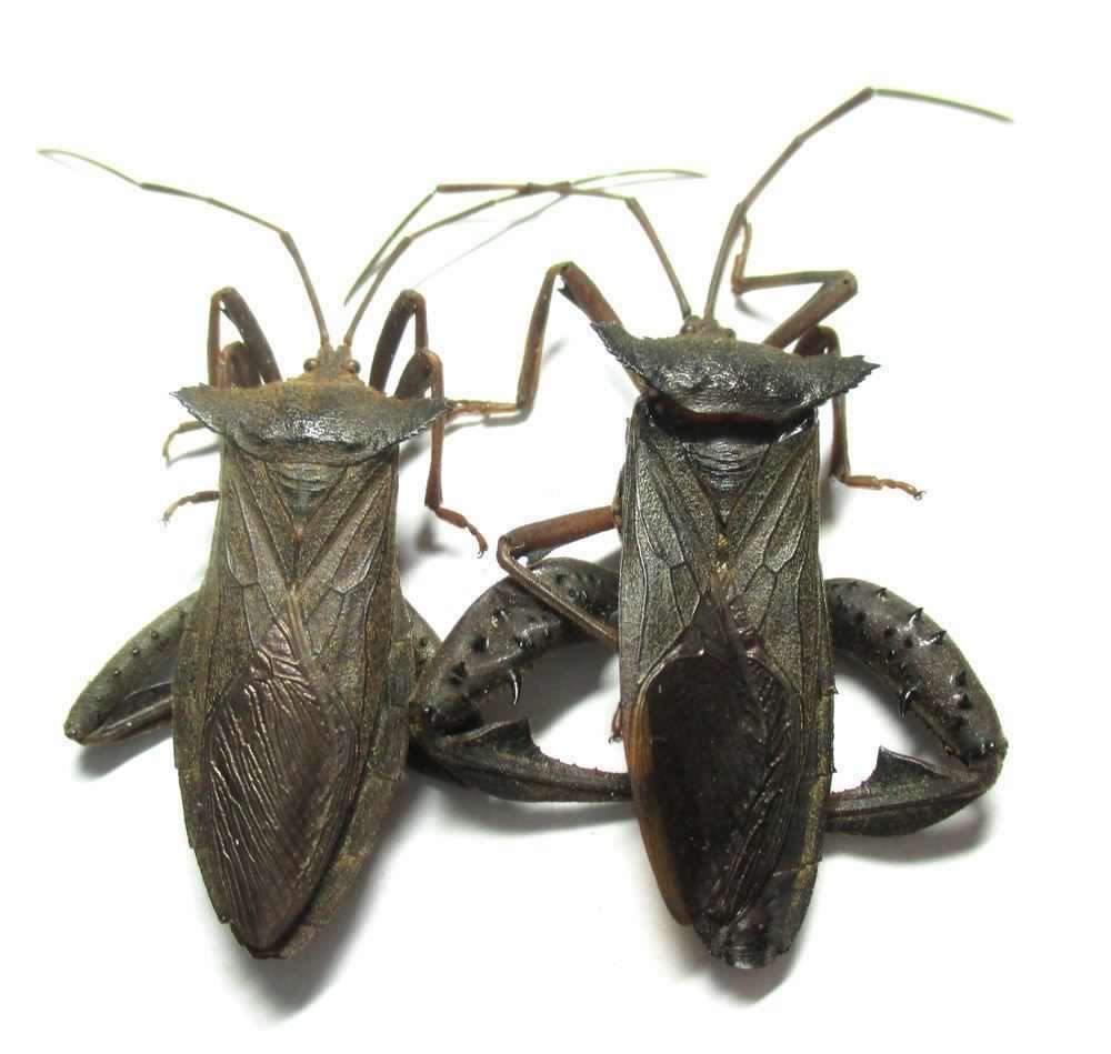 Coreidae sp. Philippines.jpg