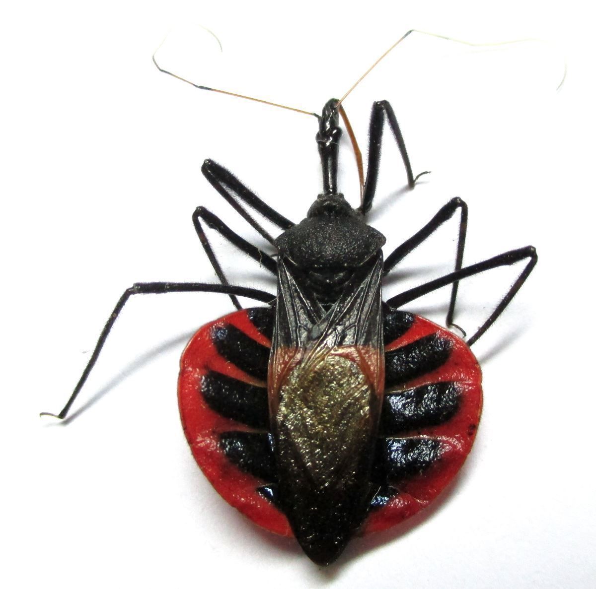 Phiippines - Reduvidae bug.jpg