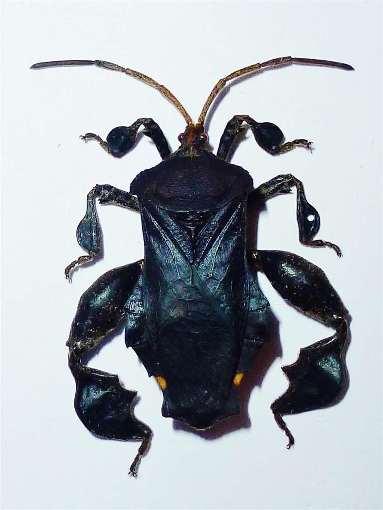 Ecuador - Bizarre Bug (Medium).jpg