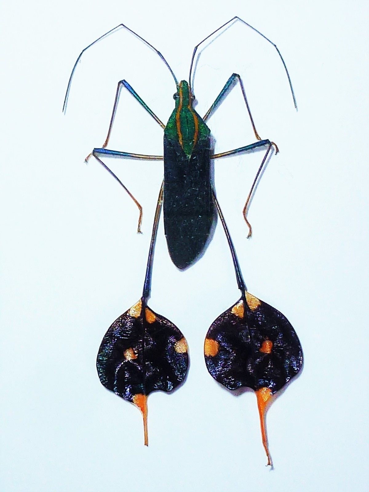 Diactor bilineatus - male - Ecuador.jpg