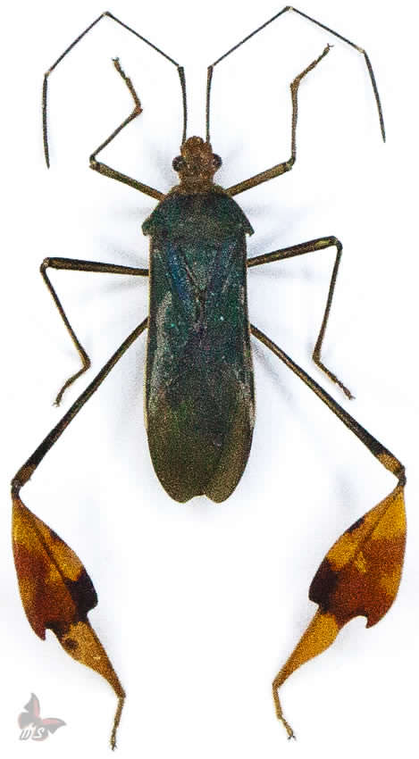 Flag Legged Bug II.jpg