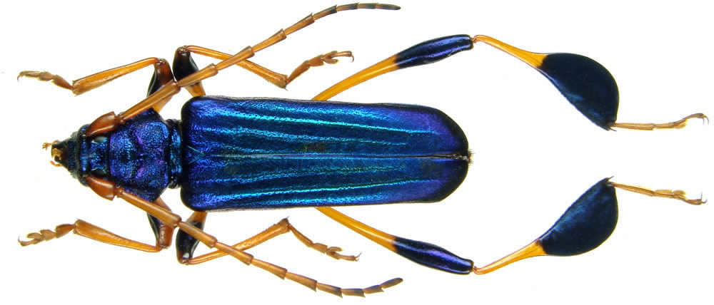 Phyllocnnema gueinzii, Male, blue-green fm.,Tanzania.jpg