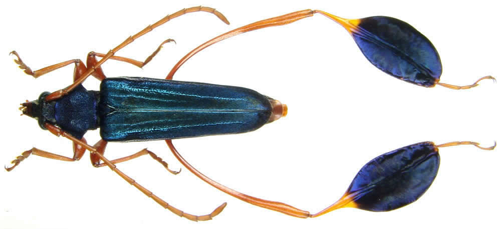 Phyllocnema mirifica, Tanzania.jpg