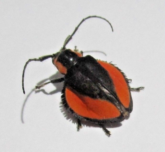 Cerambycidae - Lamiinae - Ites plagiatus - Peru - Very RARE $365.00+ USD.jpg