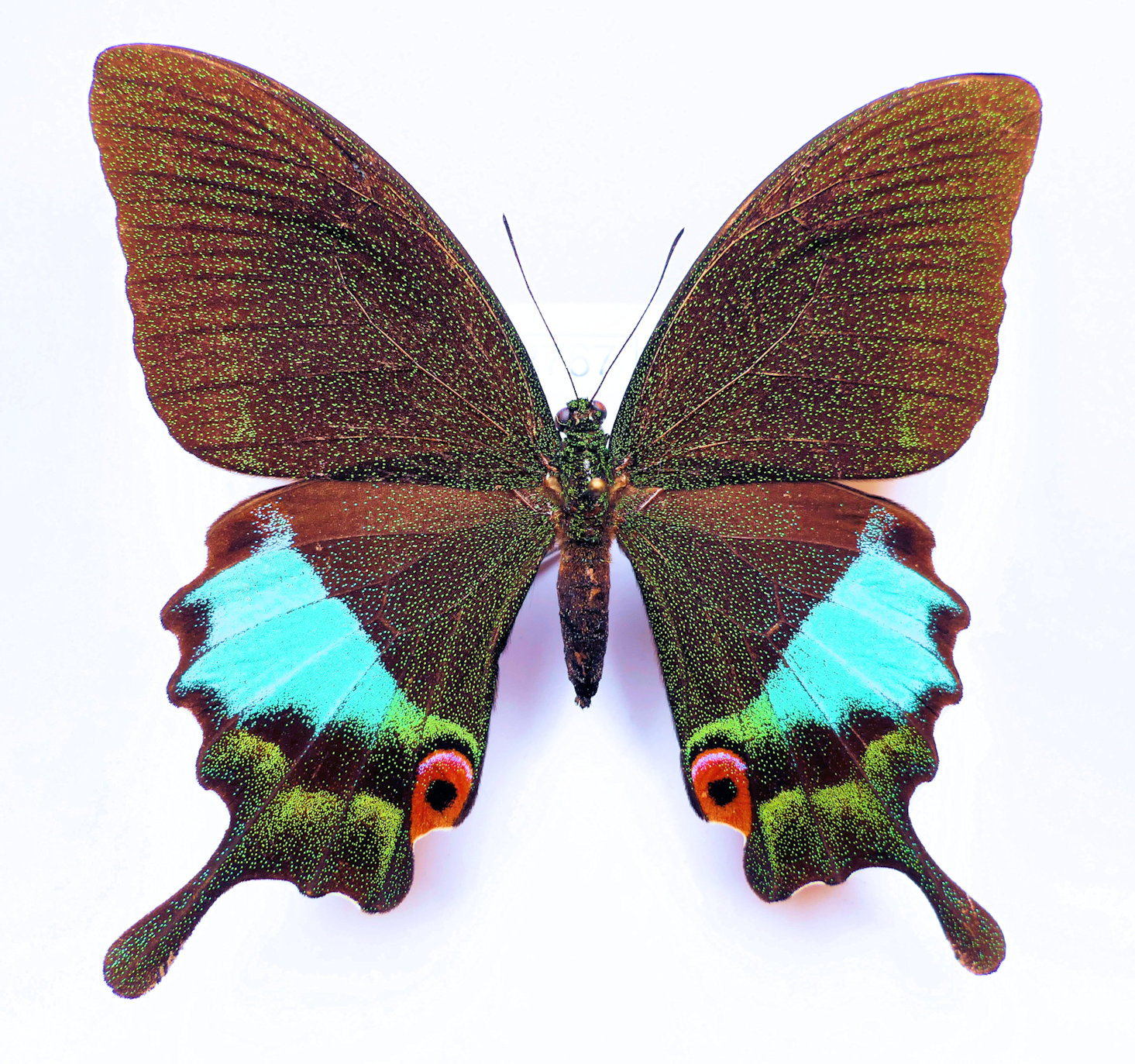 Papilio karna irauana.JPG