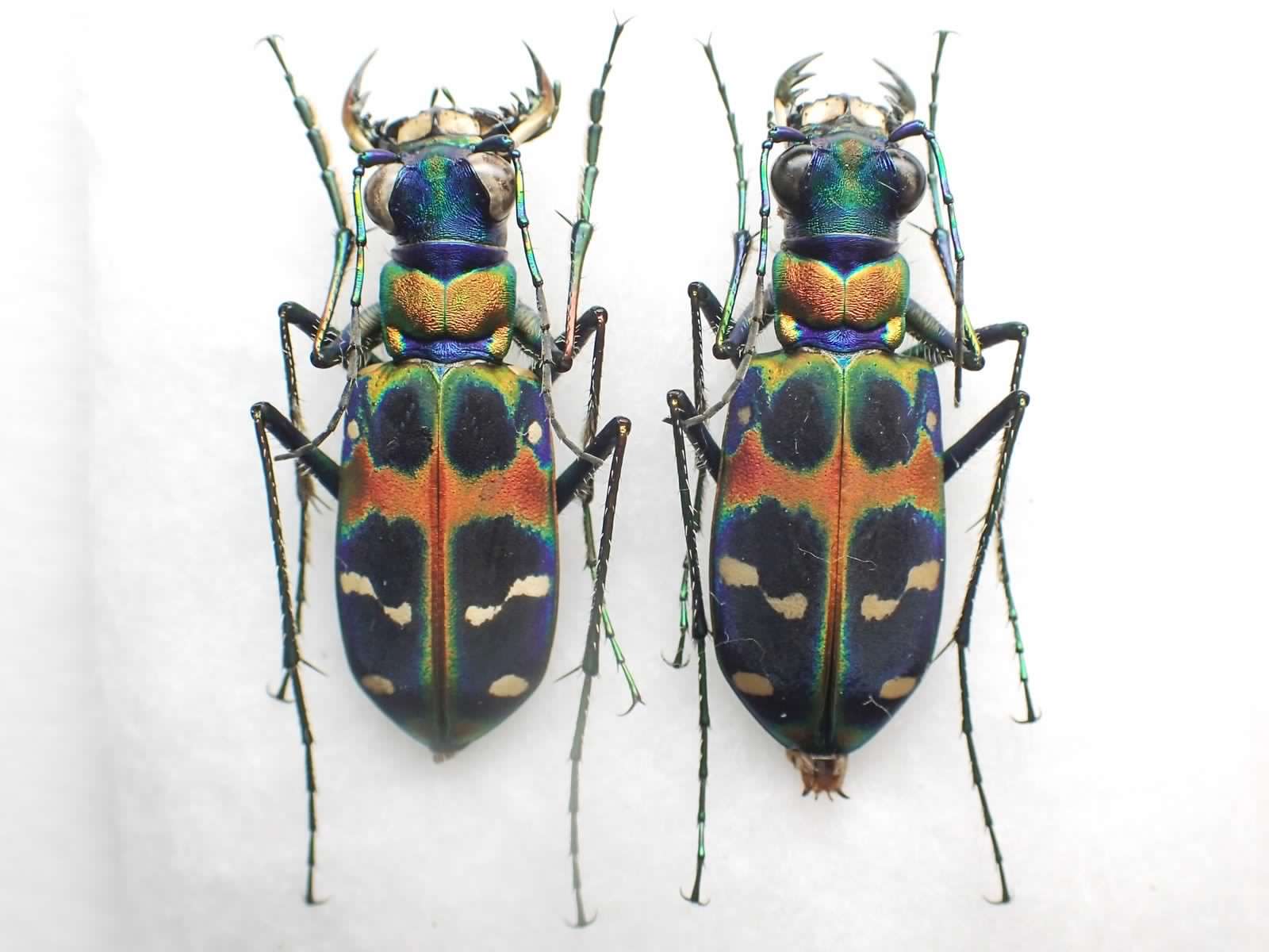 Cicindela japonica.jpg