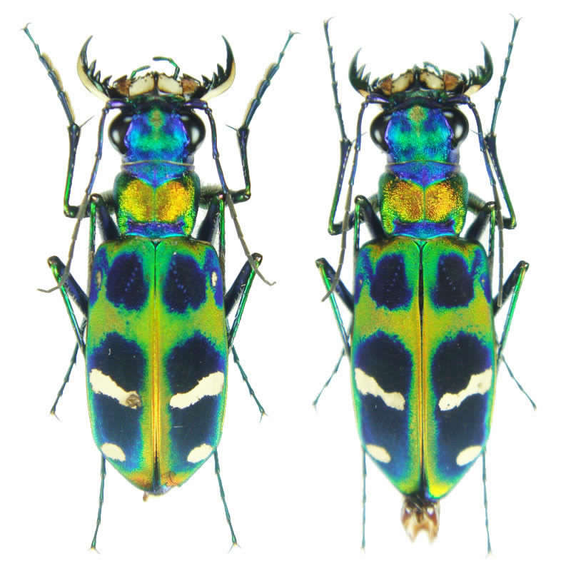 Cicindela chinensis - Korea.jpg