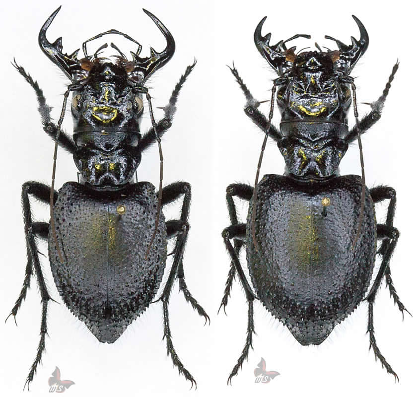 Manticora tuberculata pr. - S. Africa.jpg