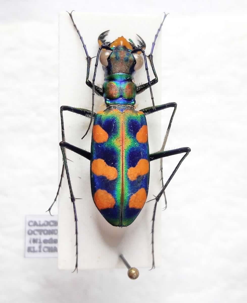 Calochroa octonotata - SE Asia.jpg