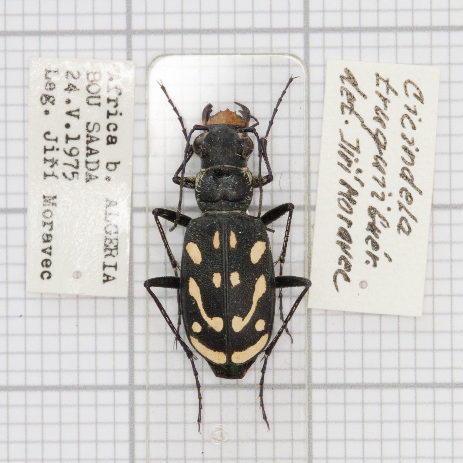 Cicindela sp. - Algeria.jpg