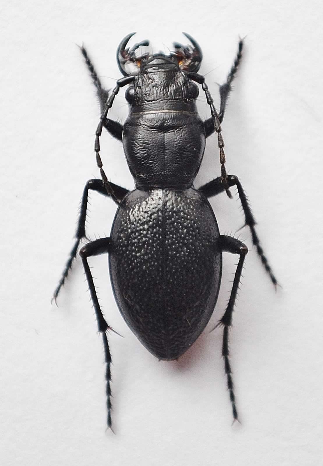 Omus audouini female, Washington State.jpg