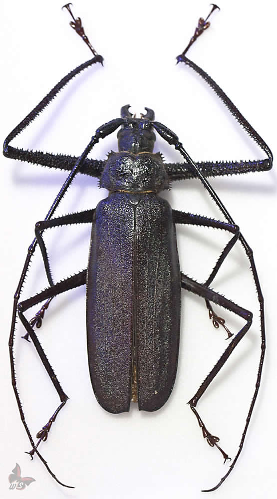 Telotoma hayesi 109mm -male.jpg