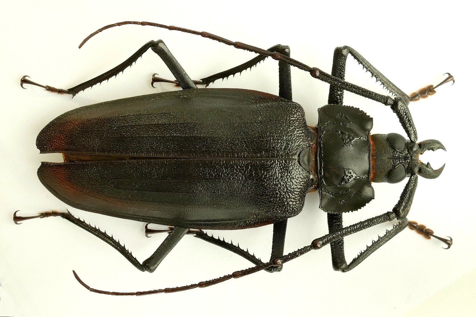 Ctenoscelis ater, 111mm, M., Peru, nice, jpg.jpg