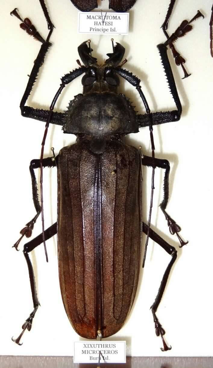 Xixuthrus lunicollis - male - 130mm.jpg