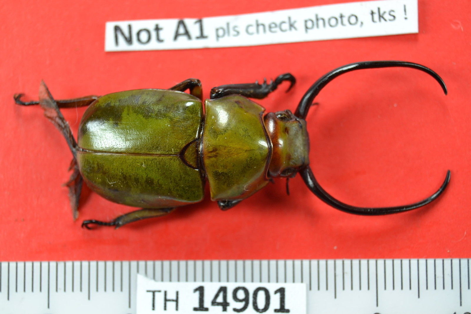 Vietnam beetle horned.jpg
