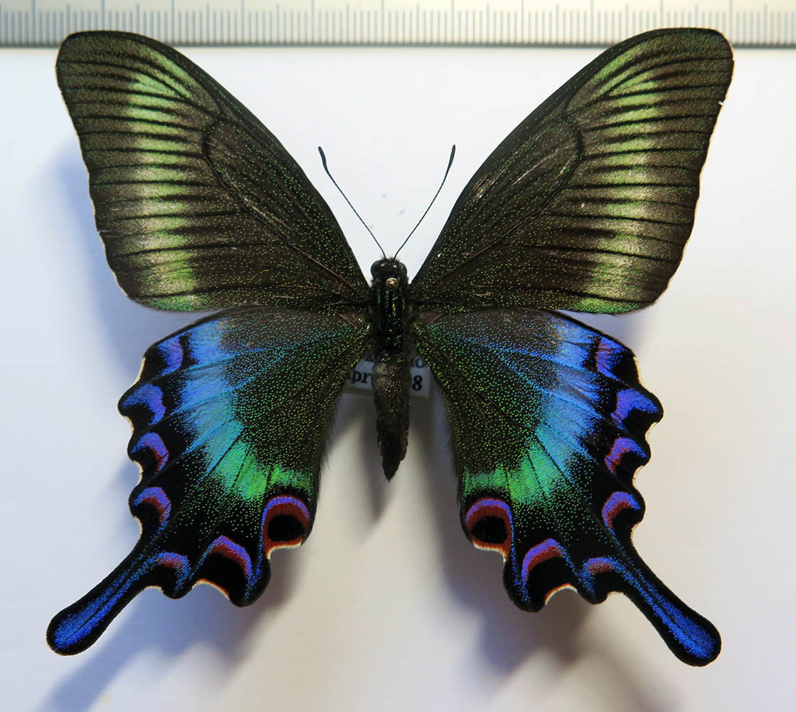Papilio maacki, Hybrid, Japan.jpg