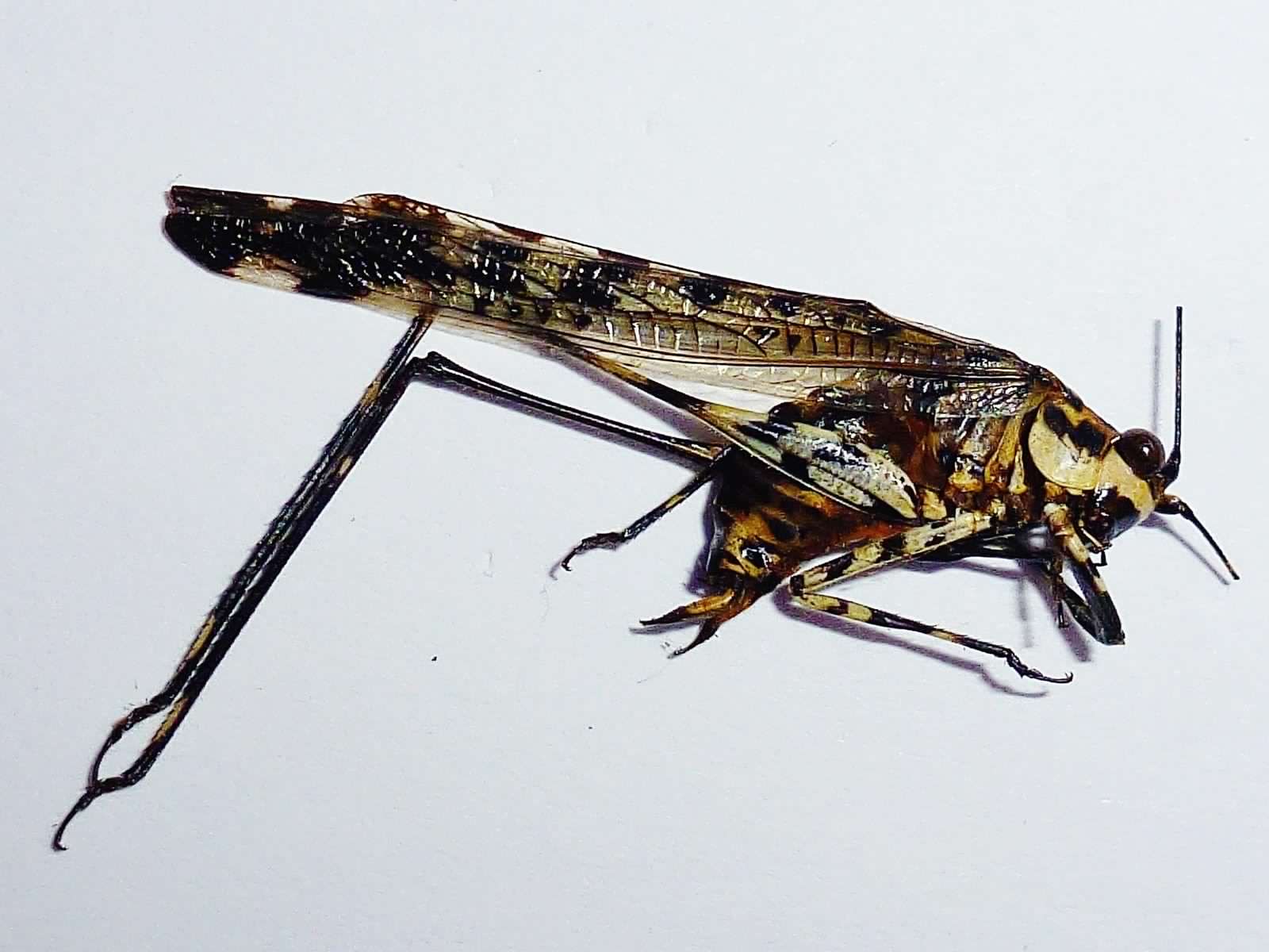 Rare Katydid - Ecuador - Wasp Mimic.jpg