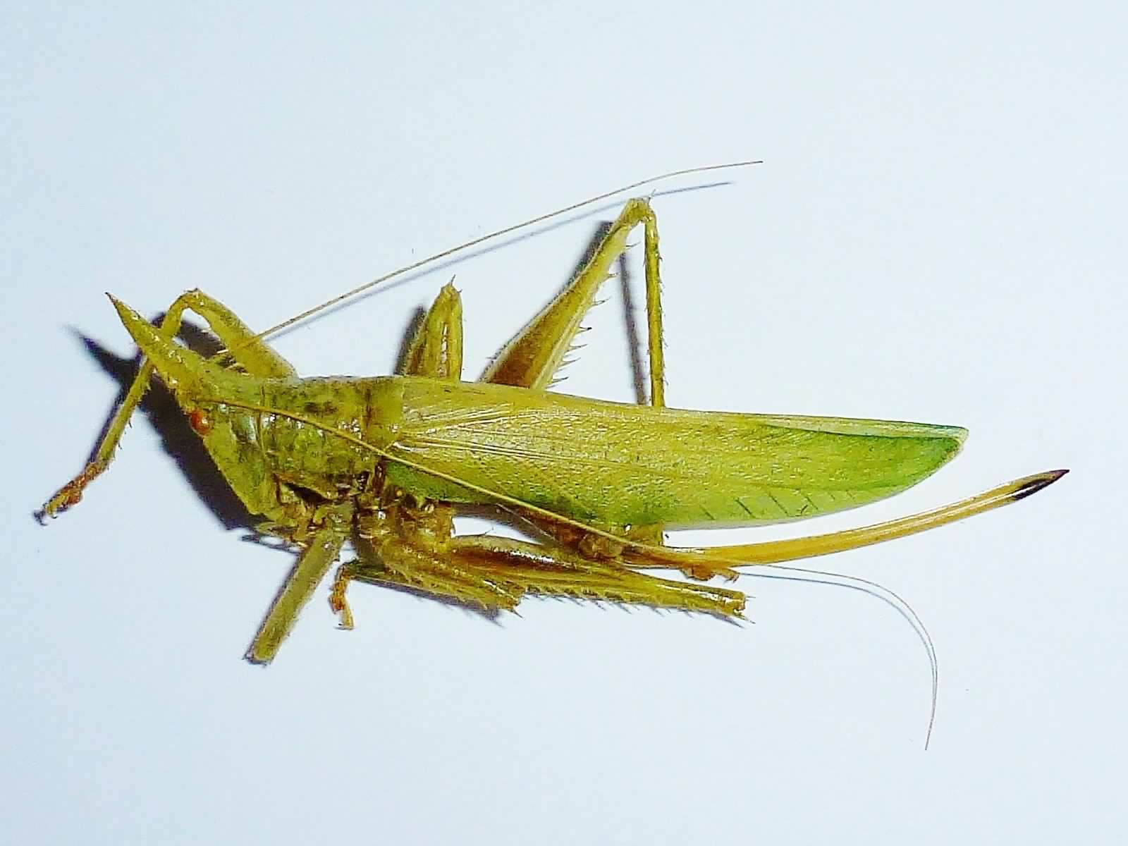 Rare Katydid - Ecuador.jpg