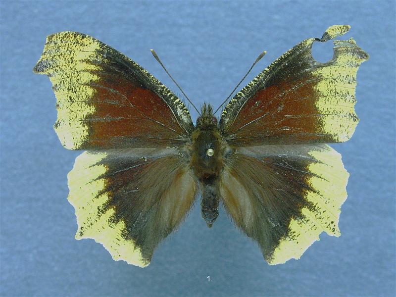 1. (Medium).JPG