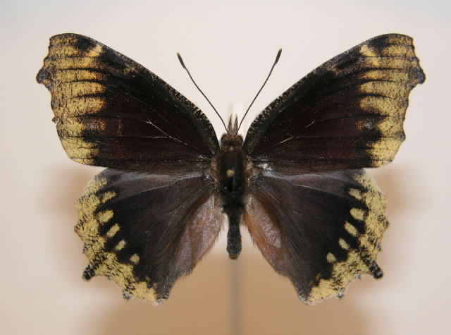 Aberrant N. antiopa  Nobles County, Minnesota, July 14, 1986.jpg